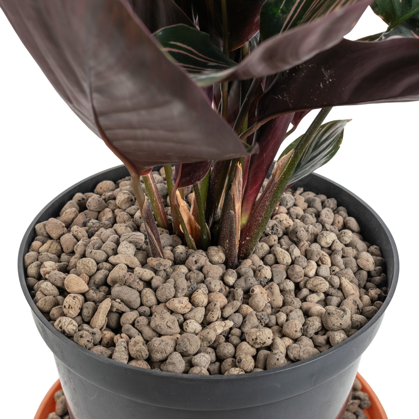 Clay Hydroponic Aggregate Pebbles, 4mm - 8mm-4