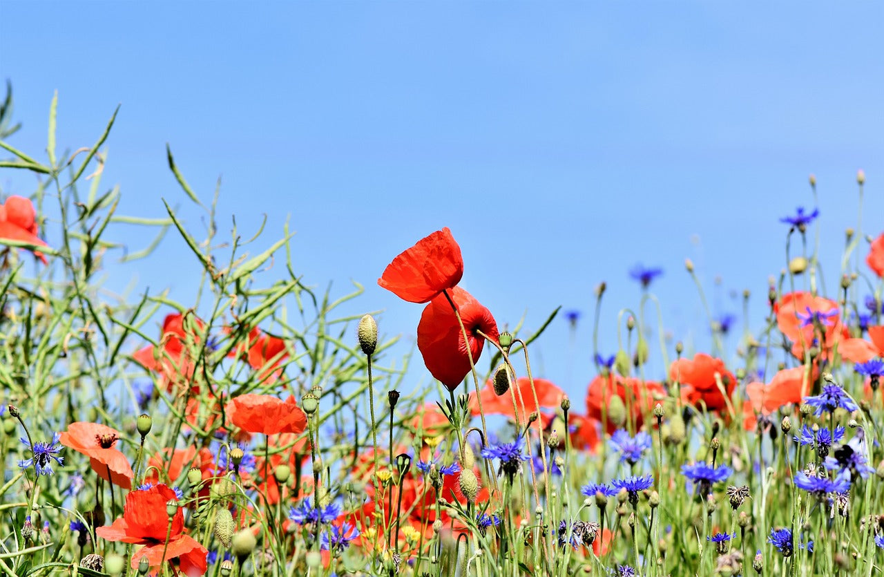 Pollinator Paradise