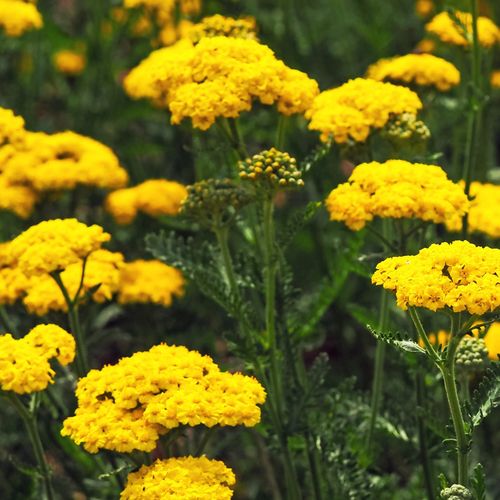 Yarrow Achillea 'Cloth of Gold'