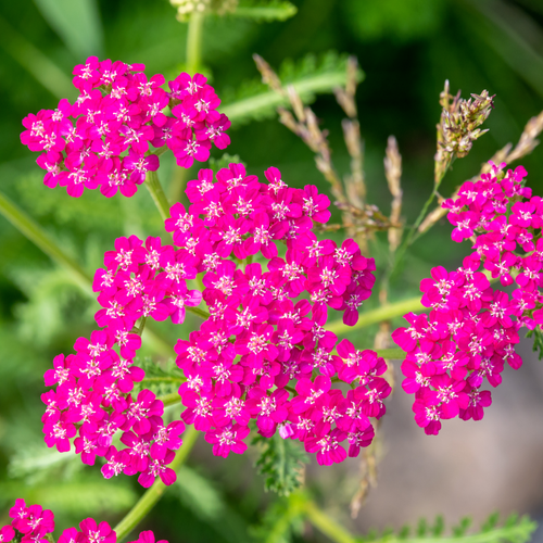 Yarrow Achillea Millefolium 'Cerise Queen' (9cm Pot)