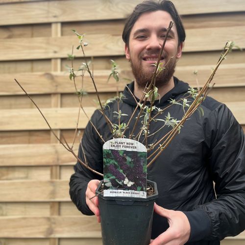 Buddleja Davidii 'Black Knight' 2L