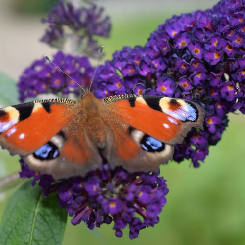 Buddleja Davidii 'Black Knight' 2L