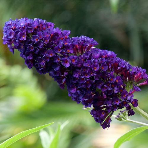Buddleja Davidii 'Black Knight' 2L