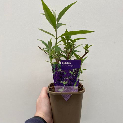 Buddleja Davidii 'Black Knight' 2L