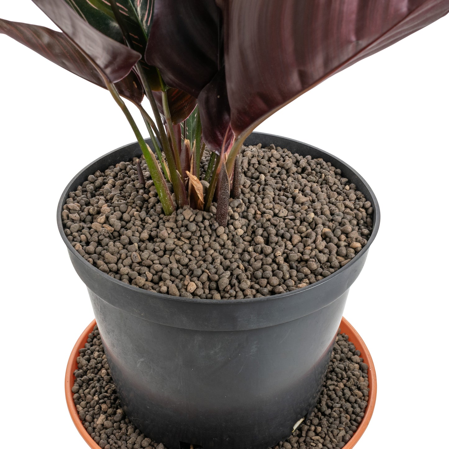 Clay Hydroponic Aggregate Pebbles, 1mm - 4mm-3