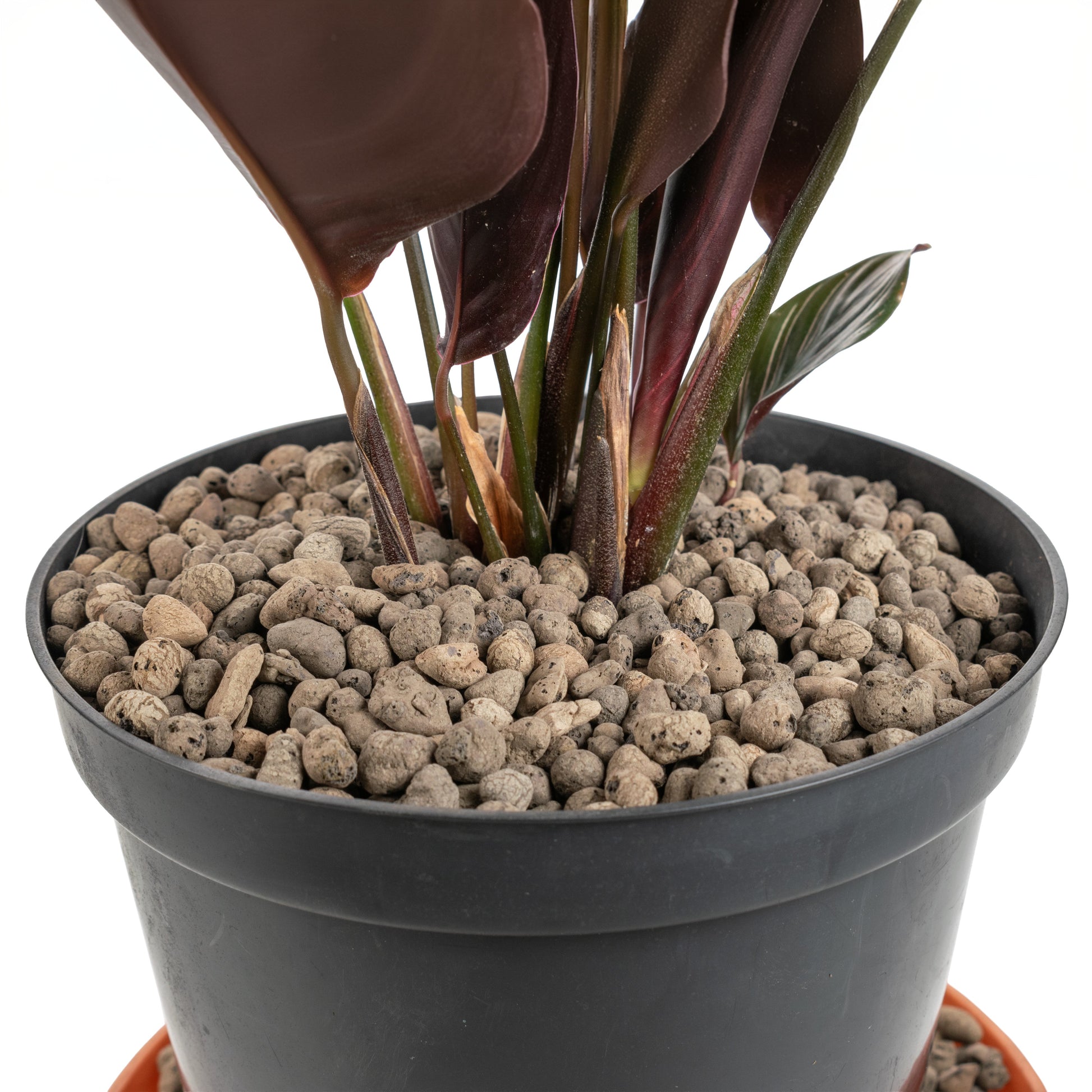 Clay Hydroponic Aggregate Pebbles, 4mm - 8mm-3