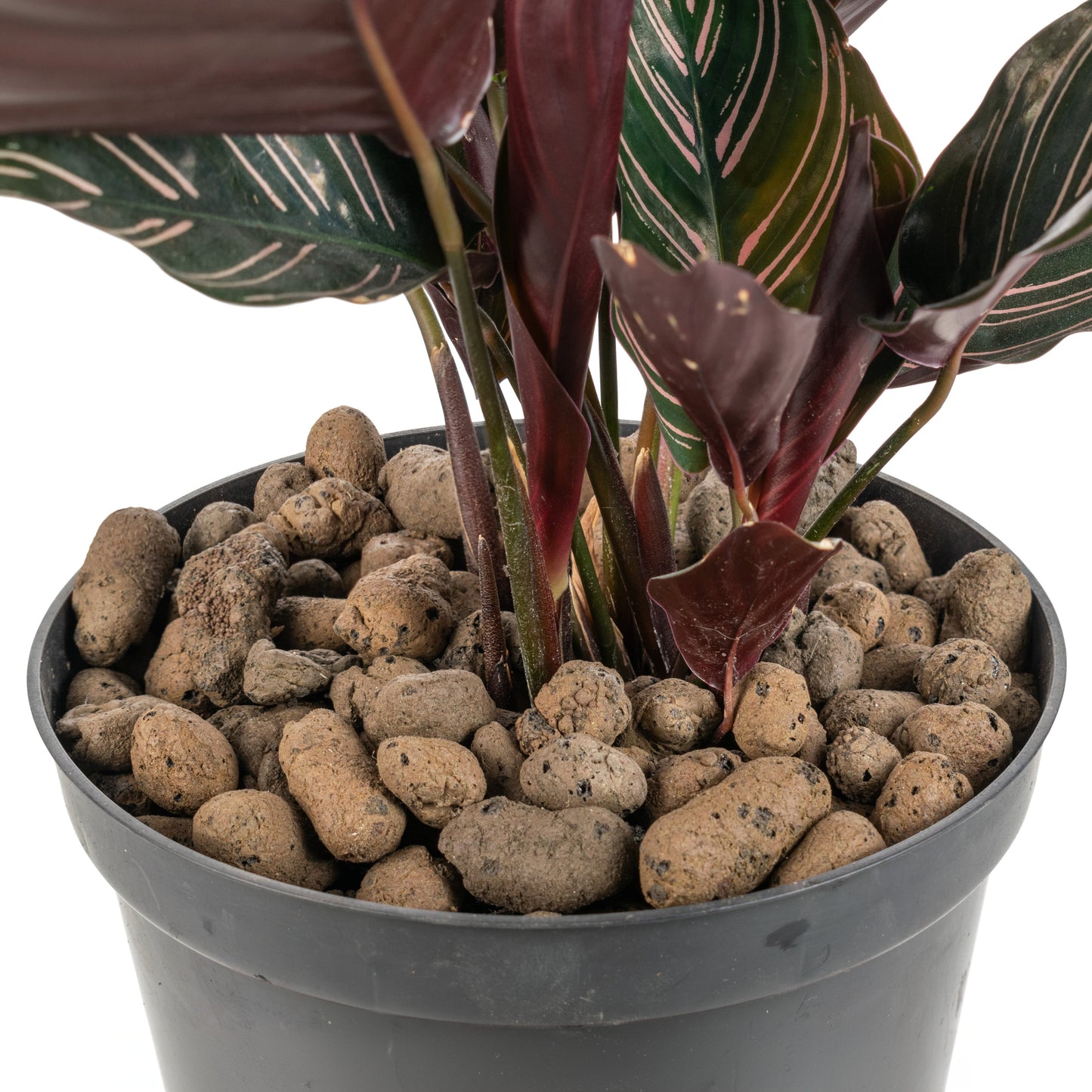 Clay Hydroponic Aggregate Pebbles, 8mm - 16mm-1
