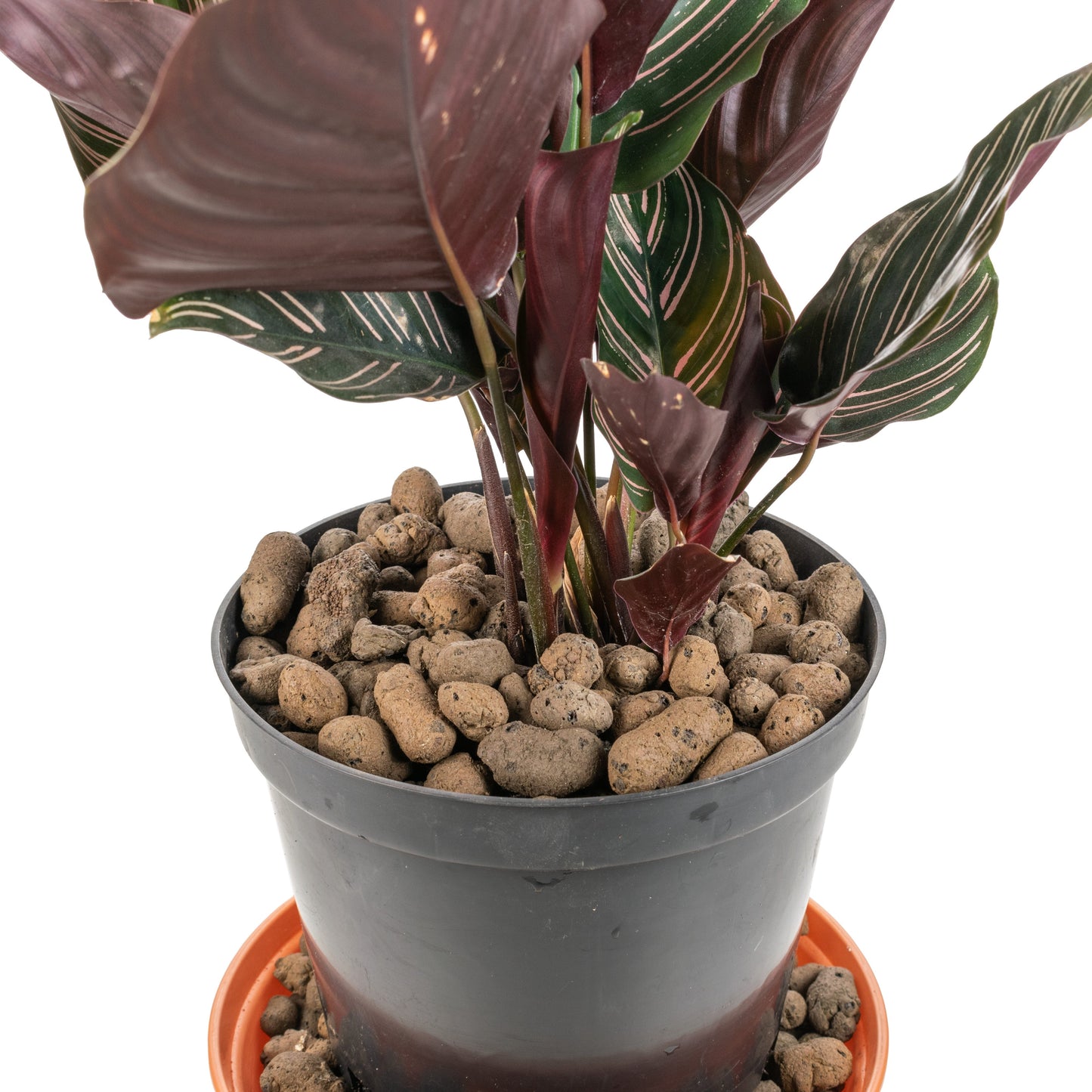 Clay Hydroponic Aggregate Pebbles, 8mm - 16mm-2