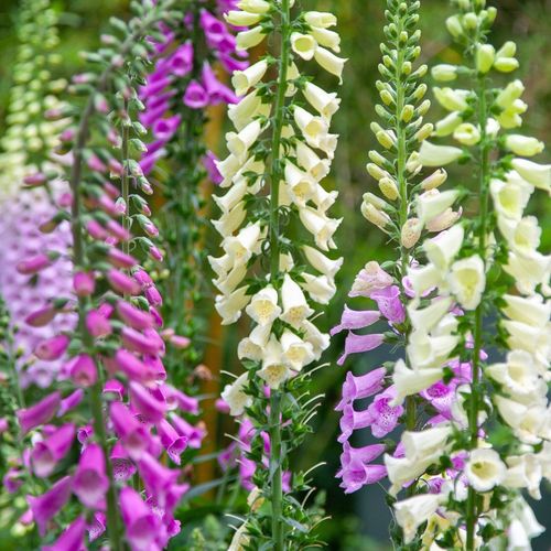 Digitalis Purpurea Excelsior Mixed 9cm