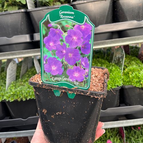 Geranium 'Rozanne' 2L