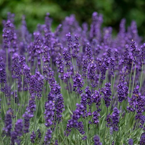 Lavender angustifolia (9cm/14cm)