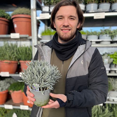 Lavender angustifolia (9cm/14cm)