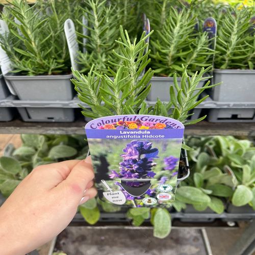 Lavender angustifolia (9cm/14cm)