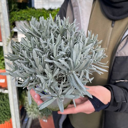 Lavender angustifolia (9cm/14cm)