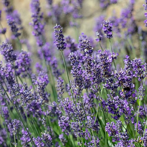 Lavender angustifolia (9cm/14cm)