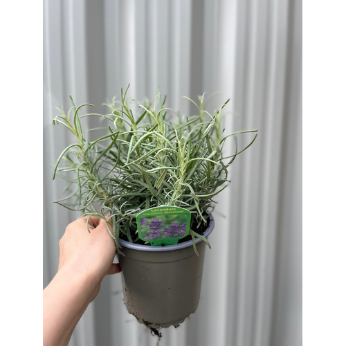 Lavender angustifolia (9cm/14cm)