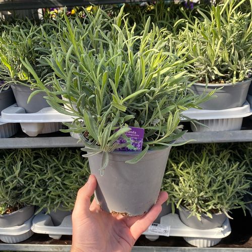 Lavender angustifolia (9cm/14cm)