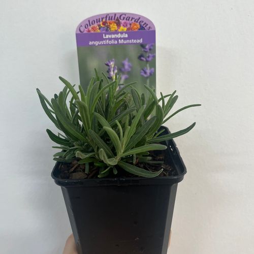 Lavender angustifolia (9cm/14cm)