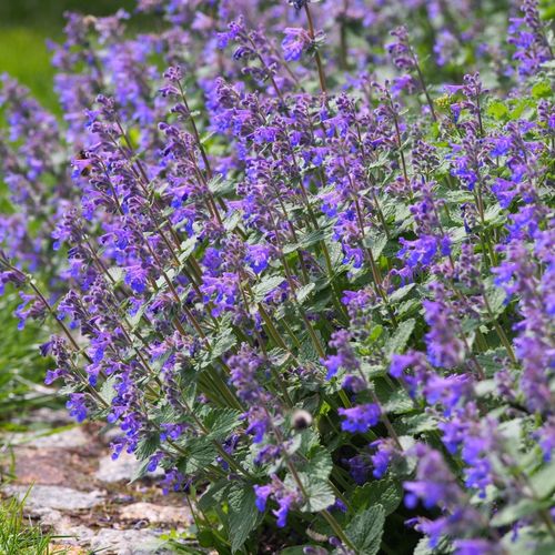 Catmint Nepeta 'Walker's Low' - 3 x 9cm