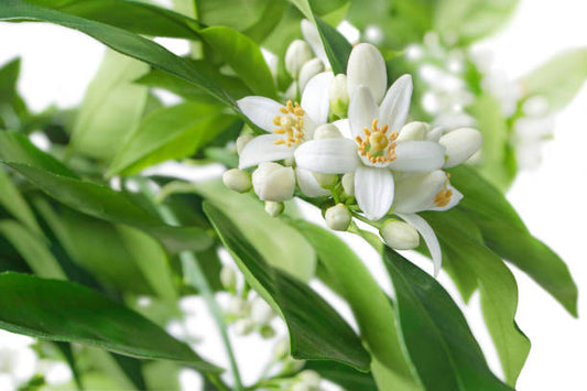 Neroli Absolute 5% in Grapeseed 10ml-0