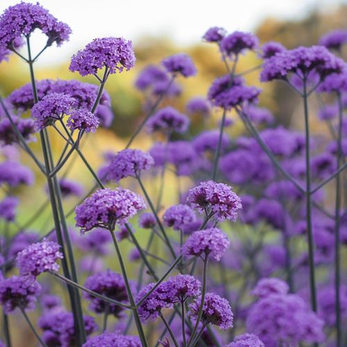 Verbena Bonariensis 9cm